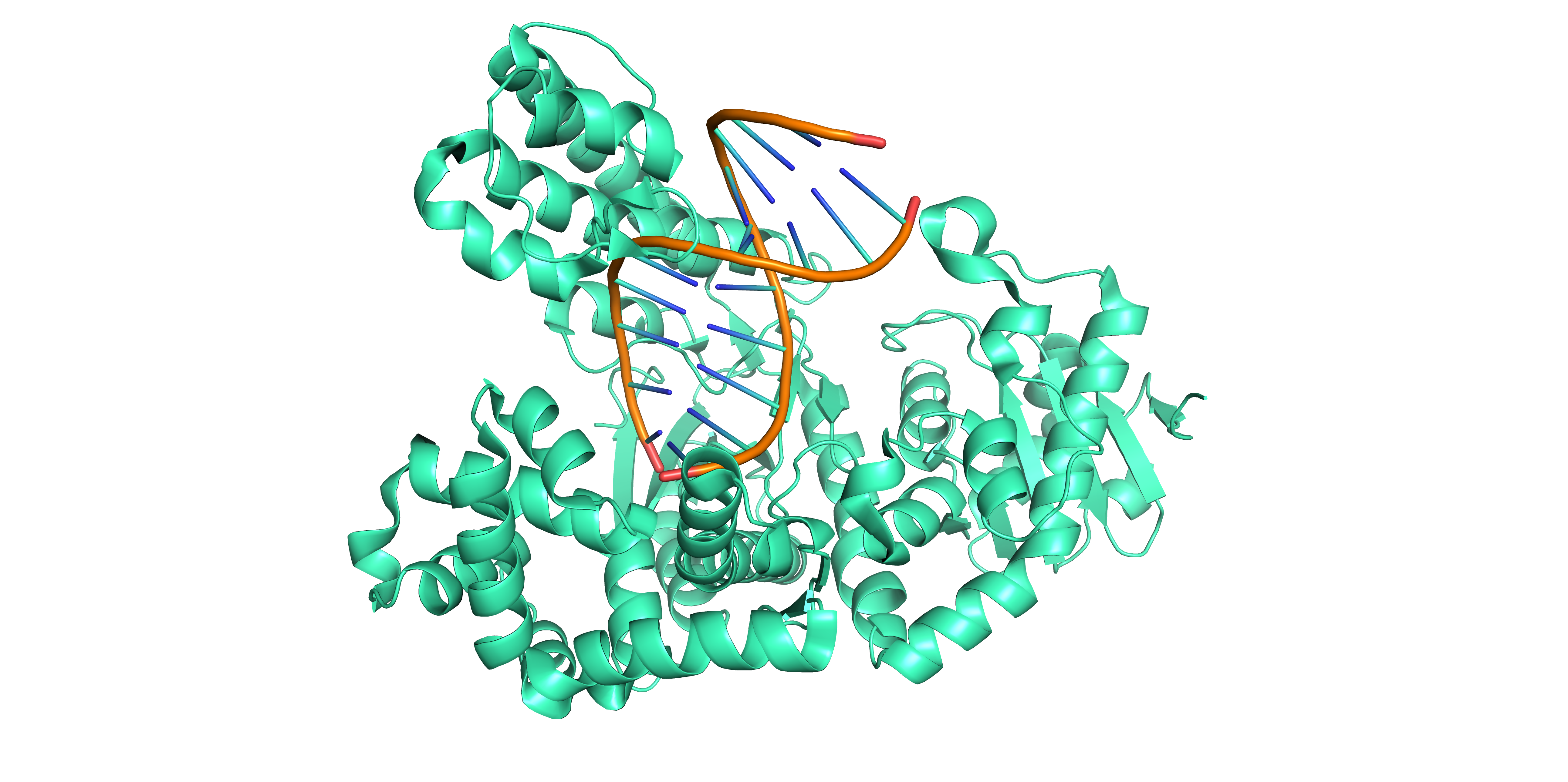DNA pol family A