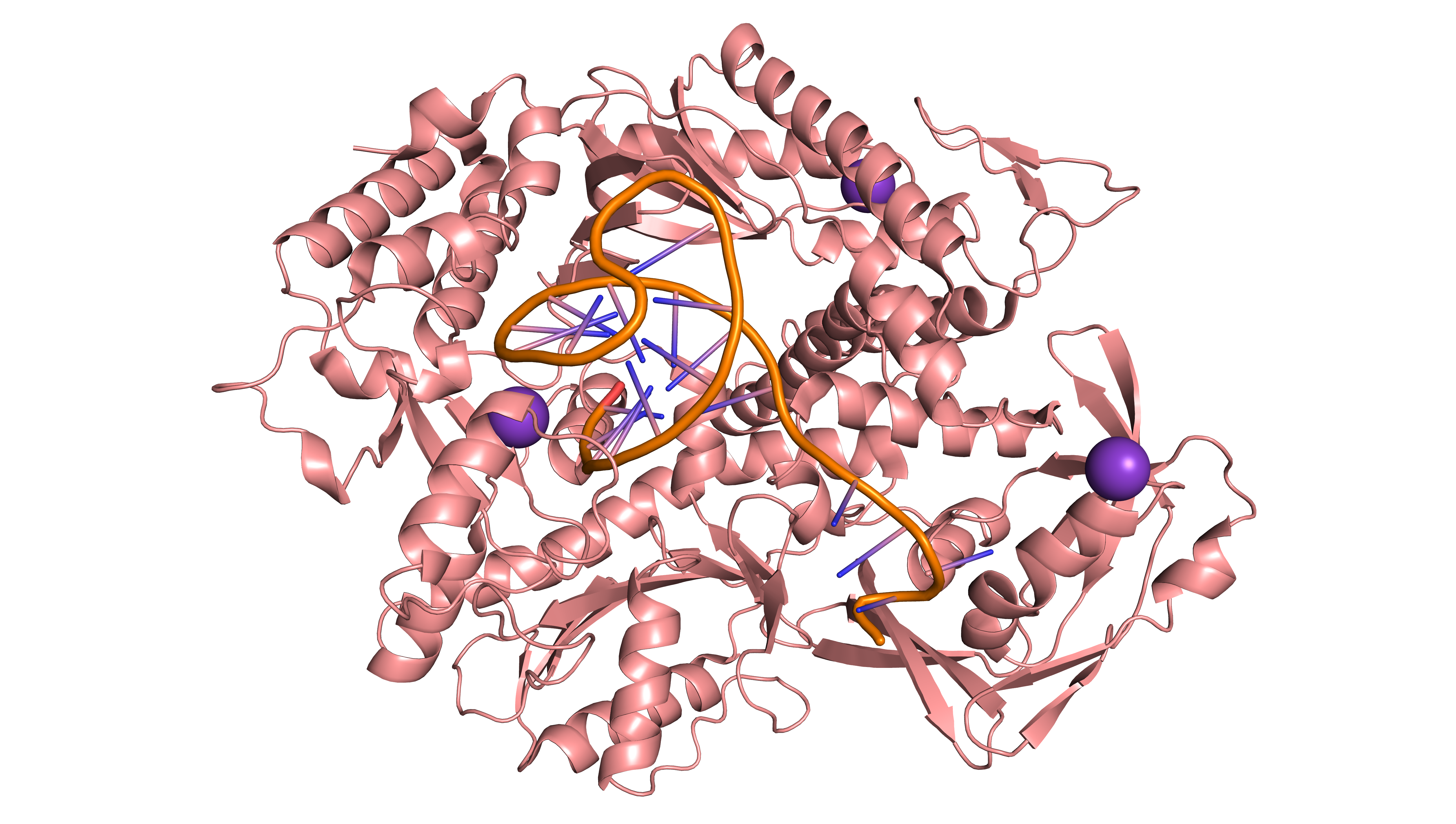 DNA pol family B