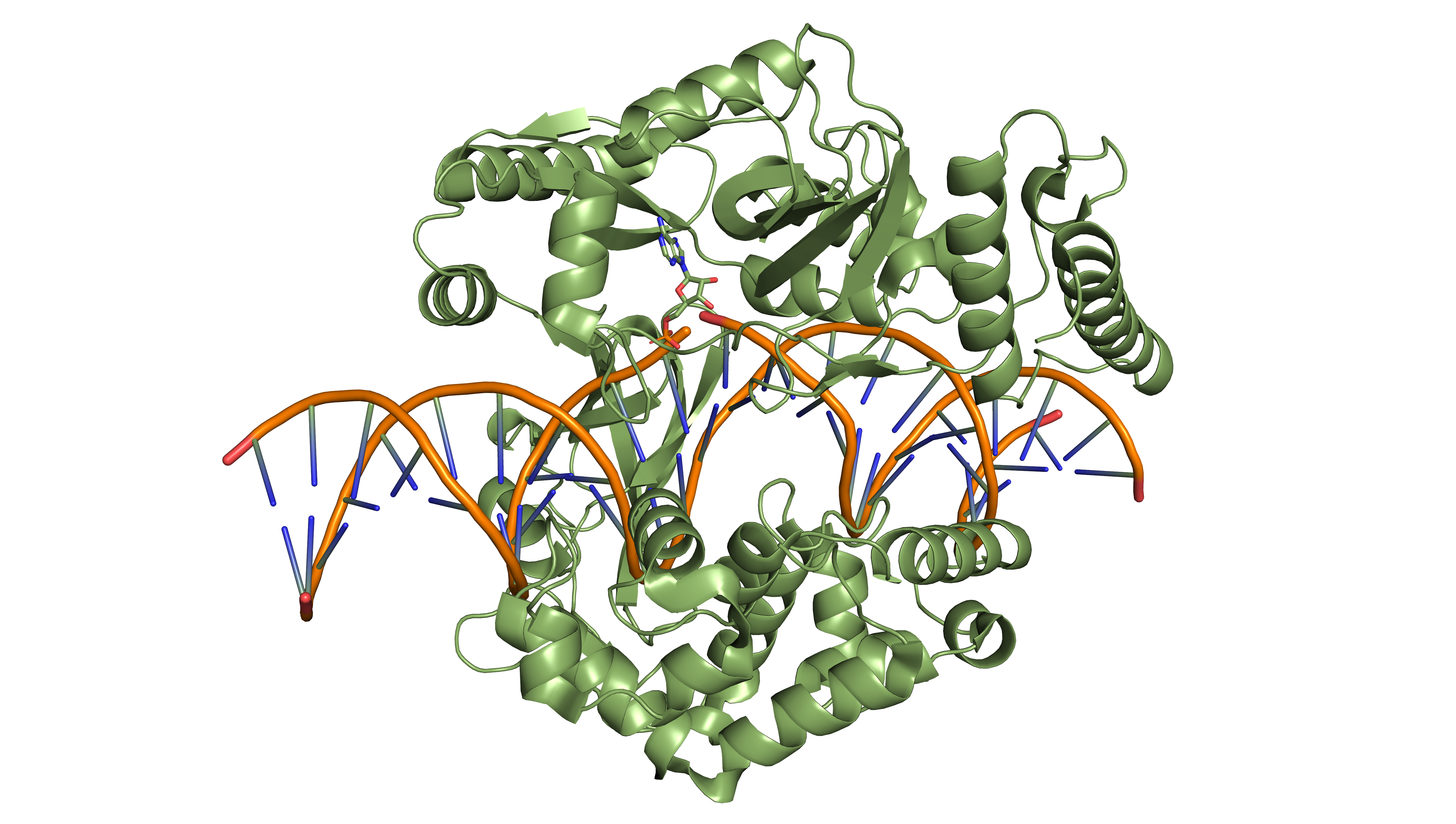 NAD-dep. DNA ligase