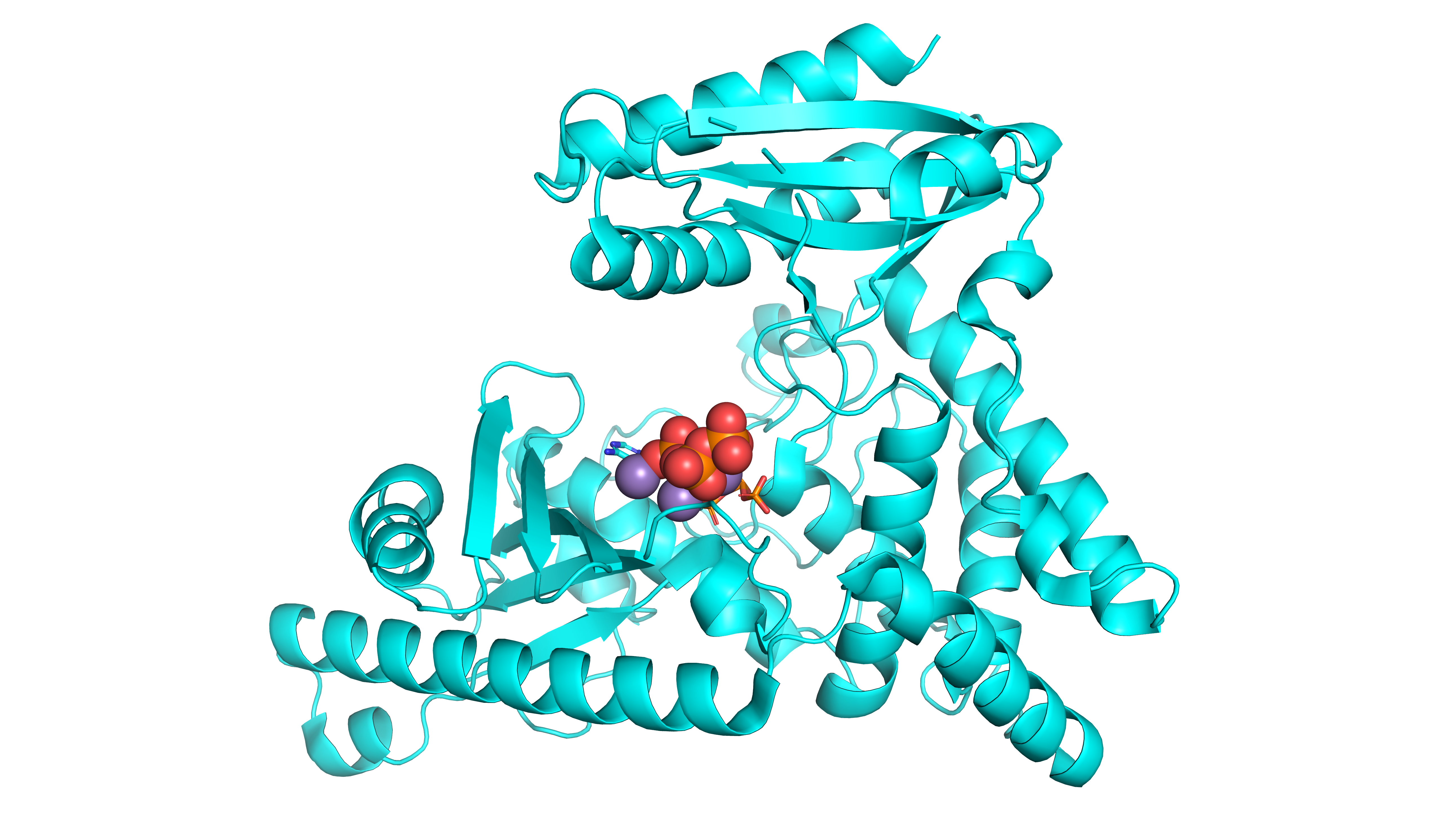 Poly(A) RNA Polymerase