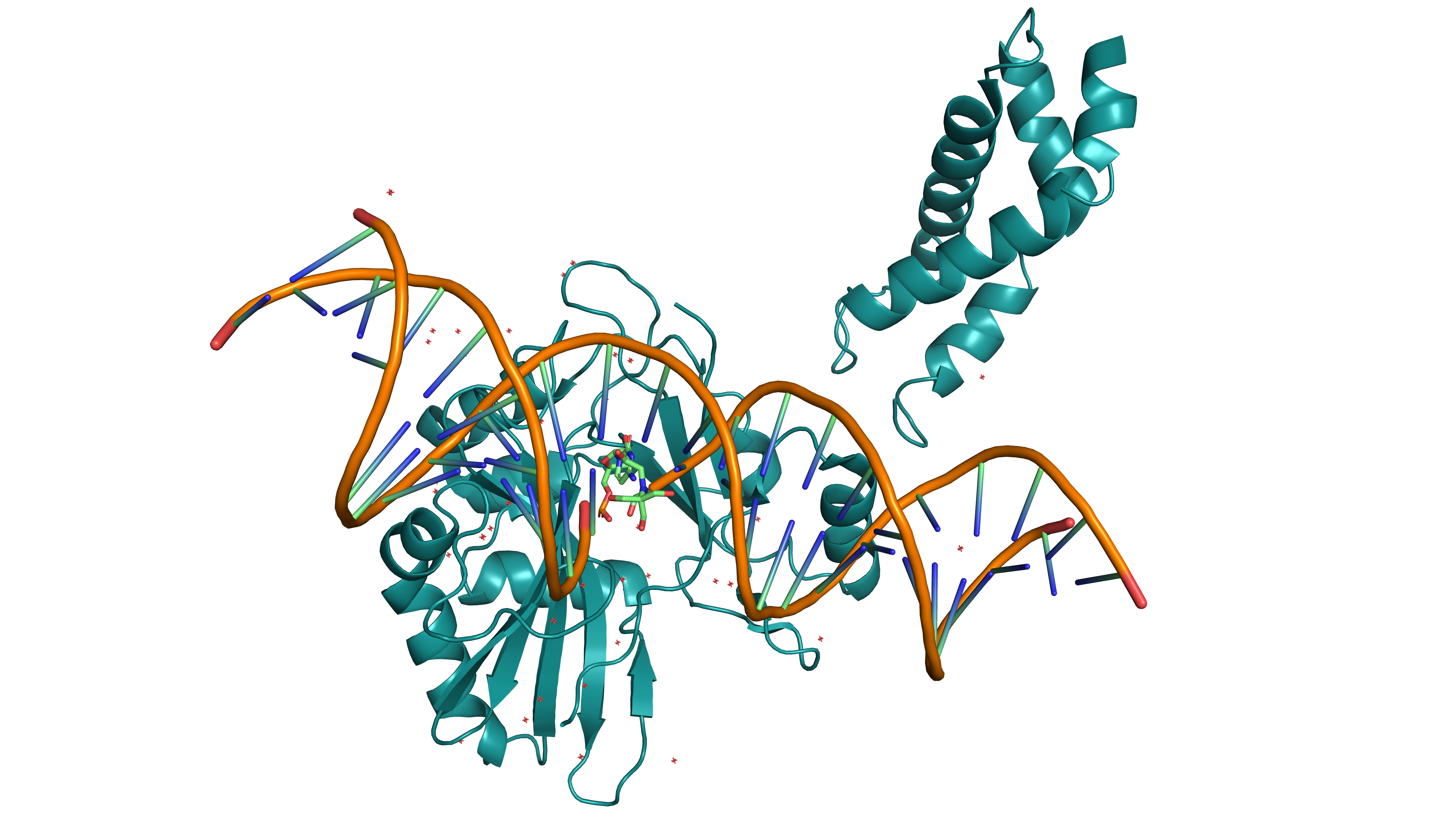 RNA ligase 2