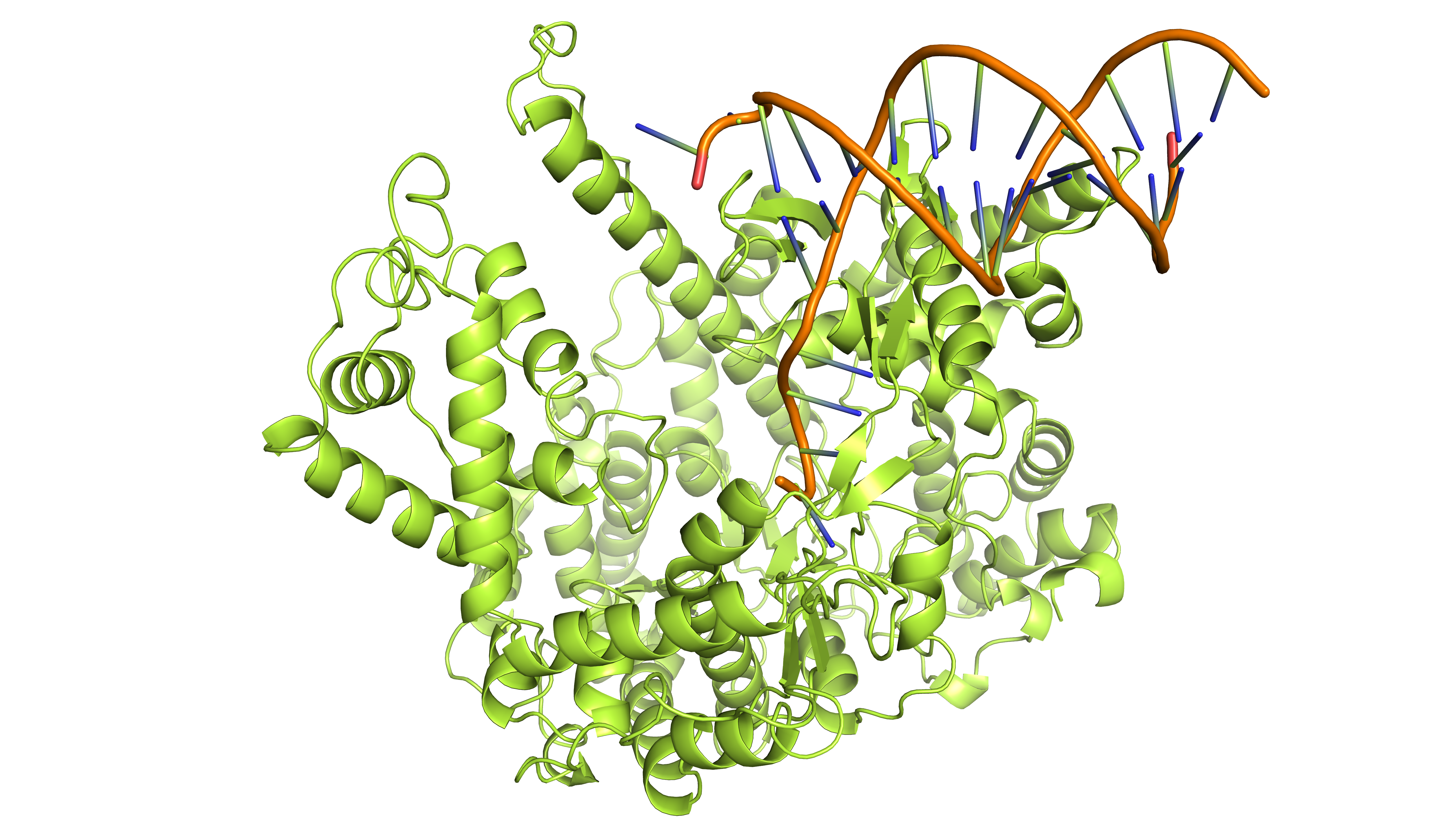 RNA Polymerase