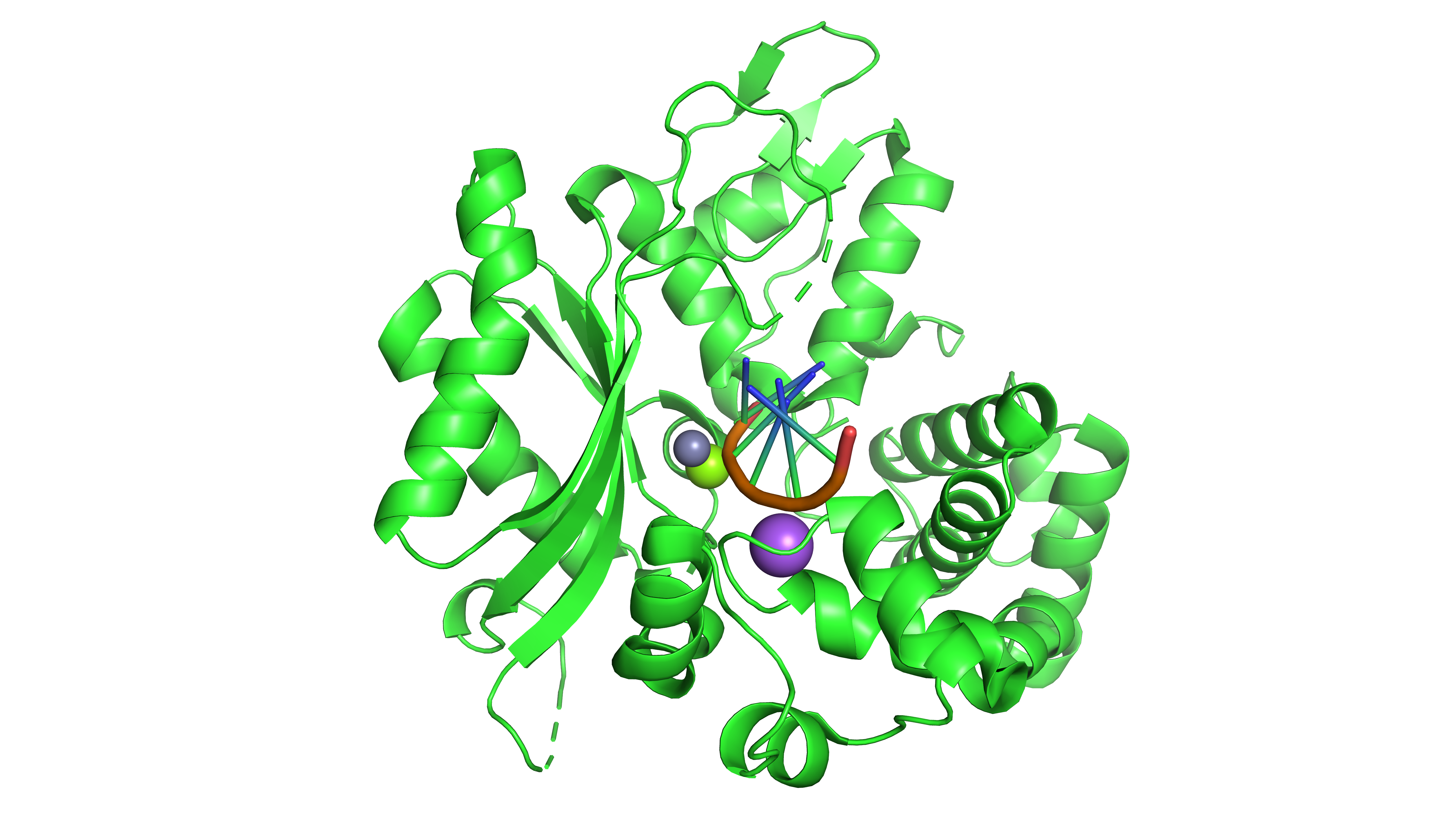 DNA_polymerase_family_X